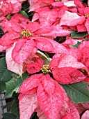 EUPHORBIA PULCHERRIMA POINSETTIA MONET TWILIGHT