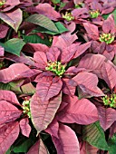 EUPHORBIA PULCHERRIMA POINSETTIA PLUM PUDDING