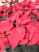 EUPHORBIA PULCHERRIMA POINSETTIA PRESITGE RED