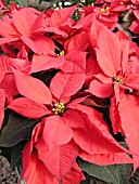 EUPHORBIA PULCHERRIMA POINSETTIA RED VELVET