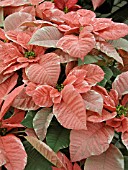 EUPHORBIA PULCHERRIMA POINSETTIA SILVERSTAR MARBLE