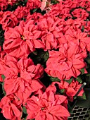 EUPHORBIA PULCHERRIMA POINSETTIA WINTER ROSE DARK RED