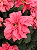 EUPHORBIA PULCHERRIMA POINSETTIA WINTER ROSE