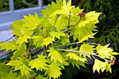 ACER SHIRASAWANUM AUREUM