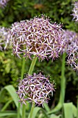 ALLIUM CHRISTOPHII