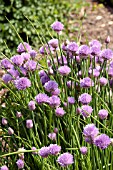 ALLIUM SCHOENOPRASUM,  CHIVES