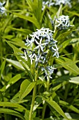 AMSONIA TABERNAEMONTANA