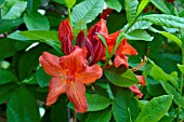 RHODODENDRON (AZALEA) BERRYROSE