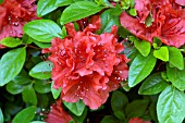 AZALEA GIRARDS HOT SHOT