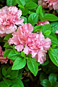 RHODODENDRON (AZALEA)  MRS HENRY SCHROEDER