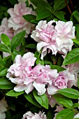 AZALEA MRS NANCY DIPPEL