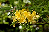 AZALEA NARCISSIFLORA