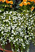 BACOPA GIANT SNOWFLAKE