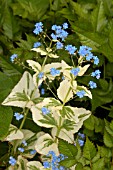 BRUNNERA MACROPHYLLA DAWSONS WHITE, (SYN. BRUNNERA MACROPHYLLA VARIEGATA)