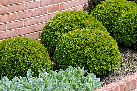 BUXUS_MICROPHYLLA_CLIPPED_BOX_BALLS