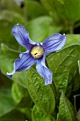 CLEMATIS INTEGRIFOLIA