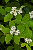 CORNUS ALTERNIFOLIA