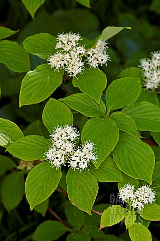 CORNUS_ALTERNIFOLIA