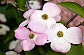 CORNUS FLORIDA STELLAR PINK