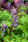 CORYDALIS BLACKBERRY WINE