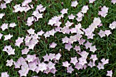 DIANTHUS BATHS PINK