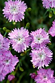 DIANTHUS IPSWICH,  PINKS