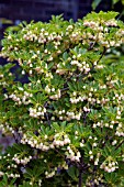 ENKIANTHUS CAMPANULATUS