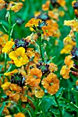 ERYSIMUM APRICOT TWIST