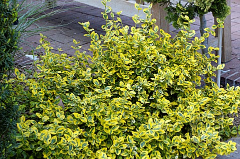 EUONYMUS_FORTUNEI_EMERALD_N_GOLD