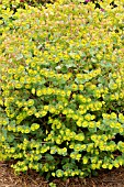 EUPHORBIA EFANTHIA