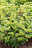 EUPHORBIA RUDOLPH