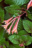 FUCHSIA GARTENMEISTER BONSTEDT