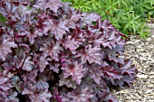 HEUCHERA AMETHYST MIST