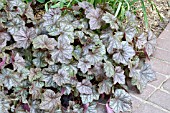 HEUCHERA PEWTER VEIL