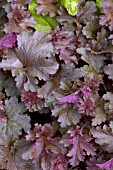 HEUCHERA PEWTER VEIL