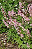 HEUCHERELLA VIKING SHIP