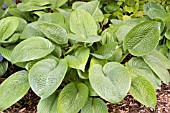 HOSTA AQUA VELVA