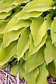 HOSTA BLOND ELF