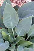 HOSTA BLUE BLUSH