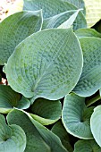 HOSTA BLUE DANUBE