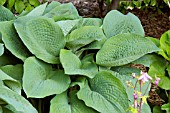 HOSTA BLUE UMBRELLAS