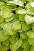 HOSTA EMERALD TIARA