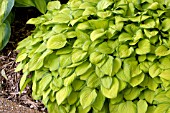 HOSTA EMERALD TIARA