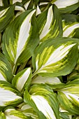 HOSTA FORTUNEI AUREOMARGINATA