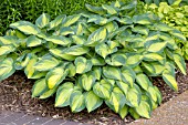 HOSTA JUNE