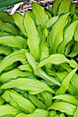 HOSTA KABITAN