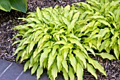 HOSTA KABITAN