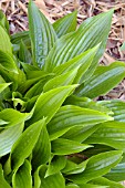 HOSTA LEATHER SHEEN