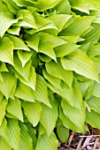 HOSTA LEMON LIME