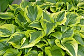 HOSTA MONTANA AUREOMARGINATA